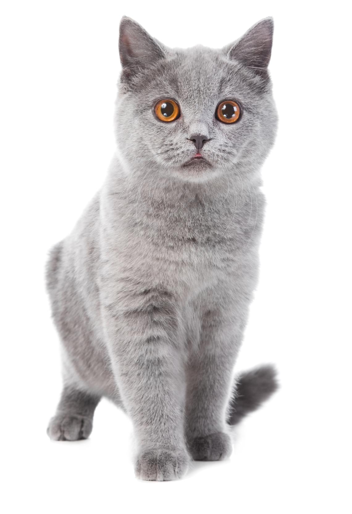 Otvori CodeBook Demo